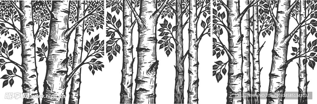 黑白白桦林树木素材