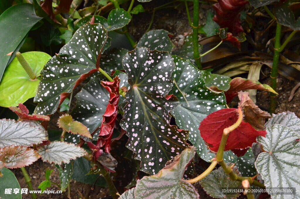 竹节秋海棠  