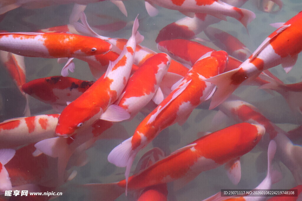 群游的色彩艳丽观赏锦鲤
