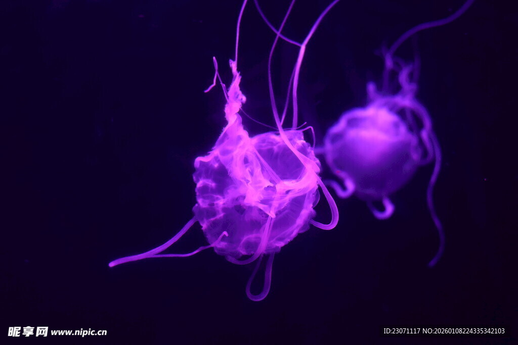 水母