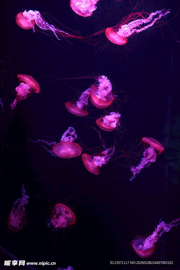 水母