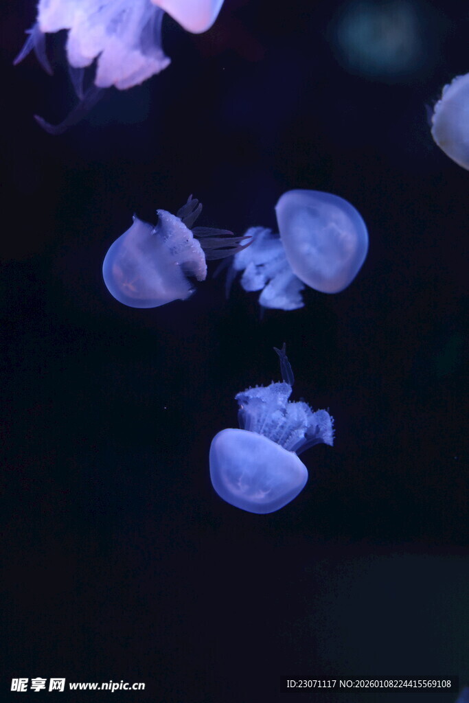梦幻水母在水中悠然游动
