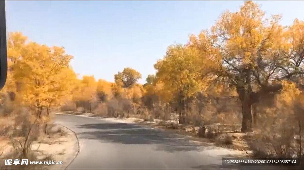 秋日公路旁金黄树木美景