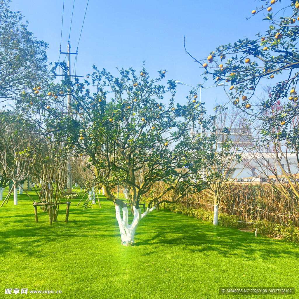 春日绿地树木景观