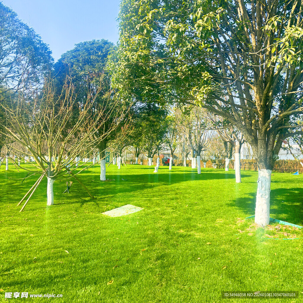 绿意盎然的公园草地景观