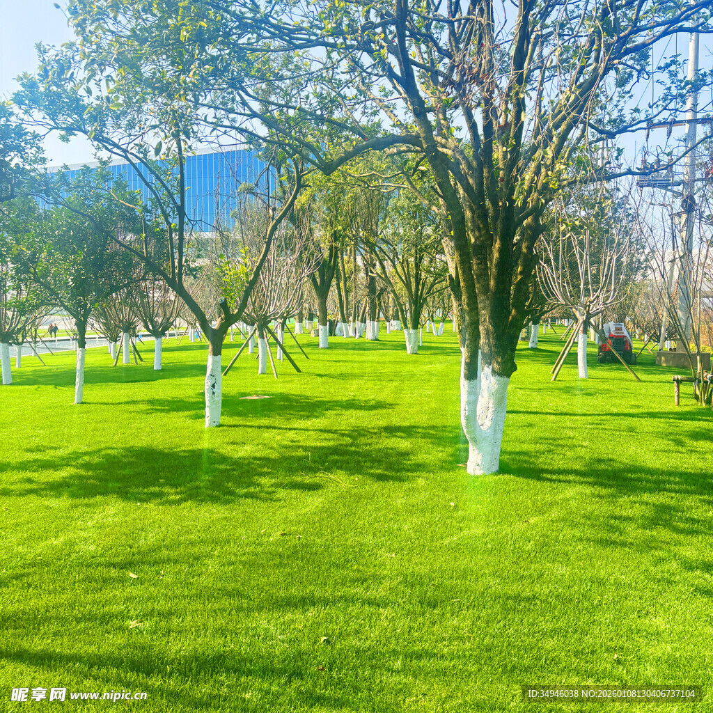 春日草地树林风景