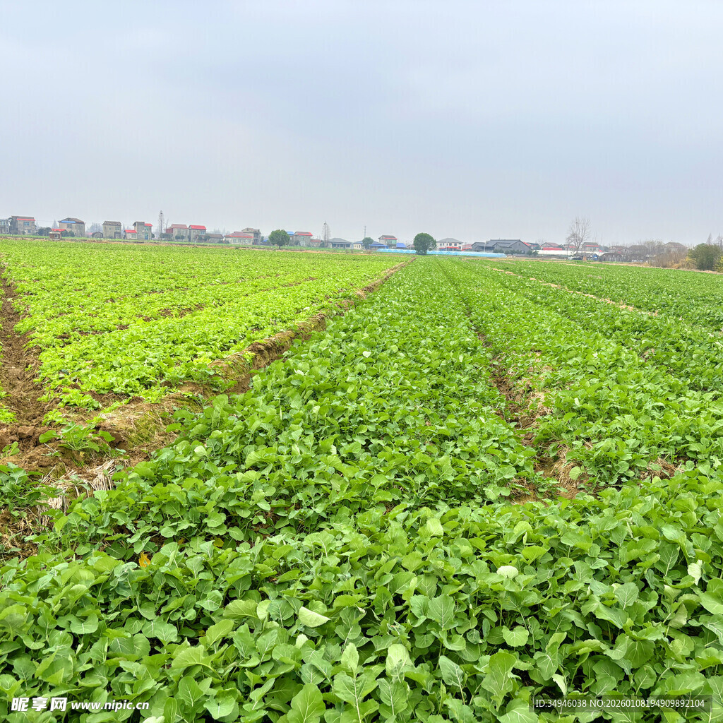 广袤绿色农田景观