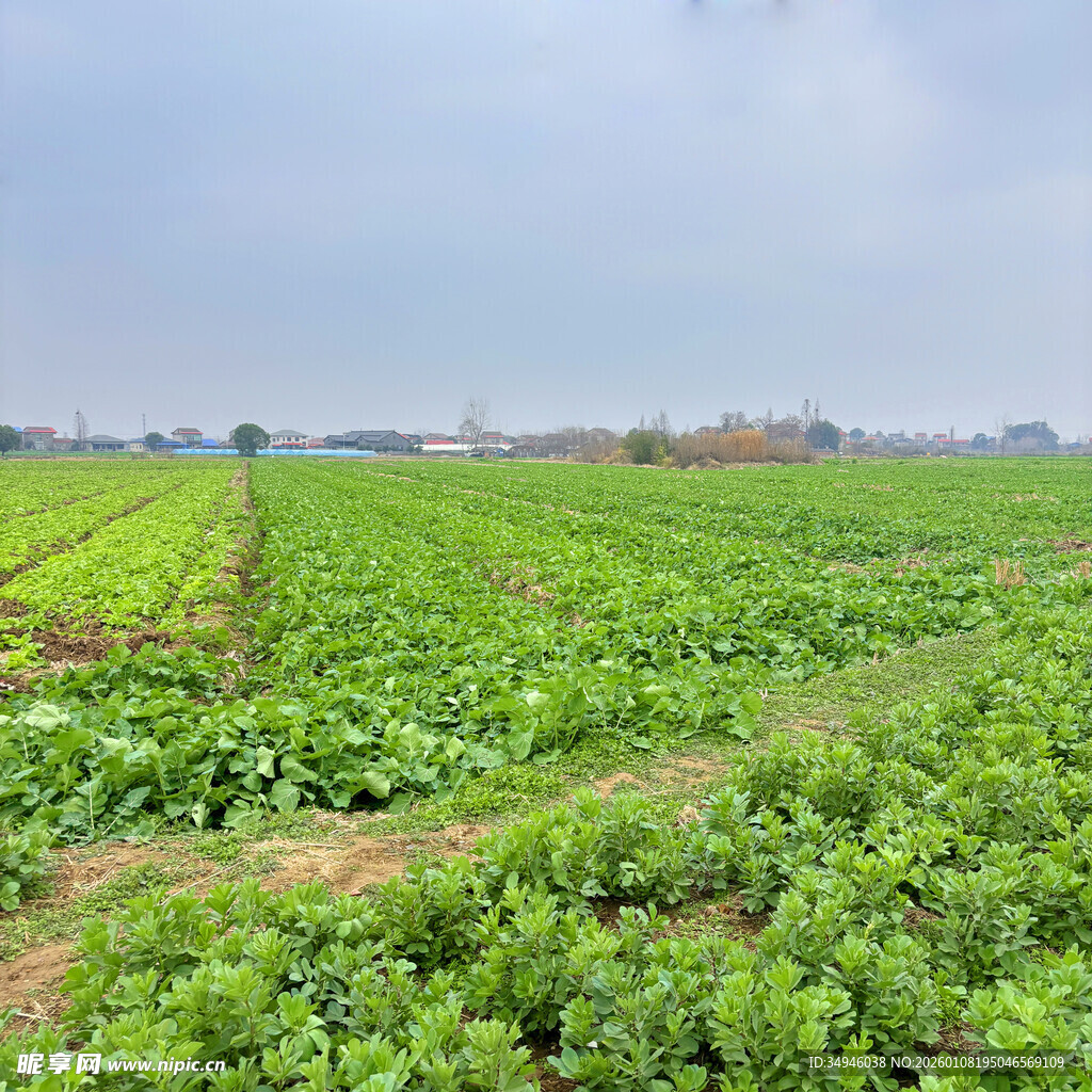 广袤绿色农田景观