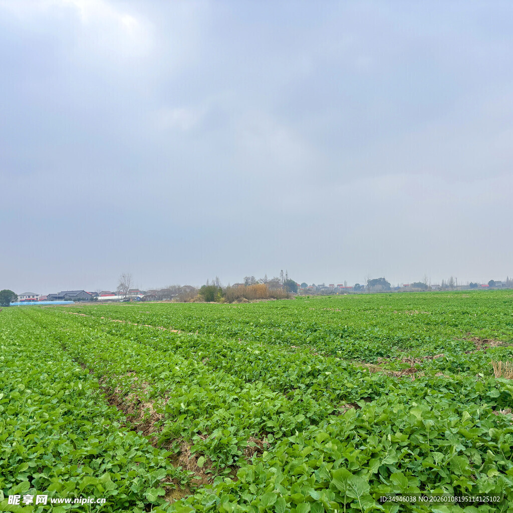 广袤绿色农田风景