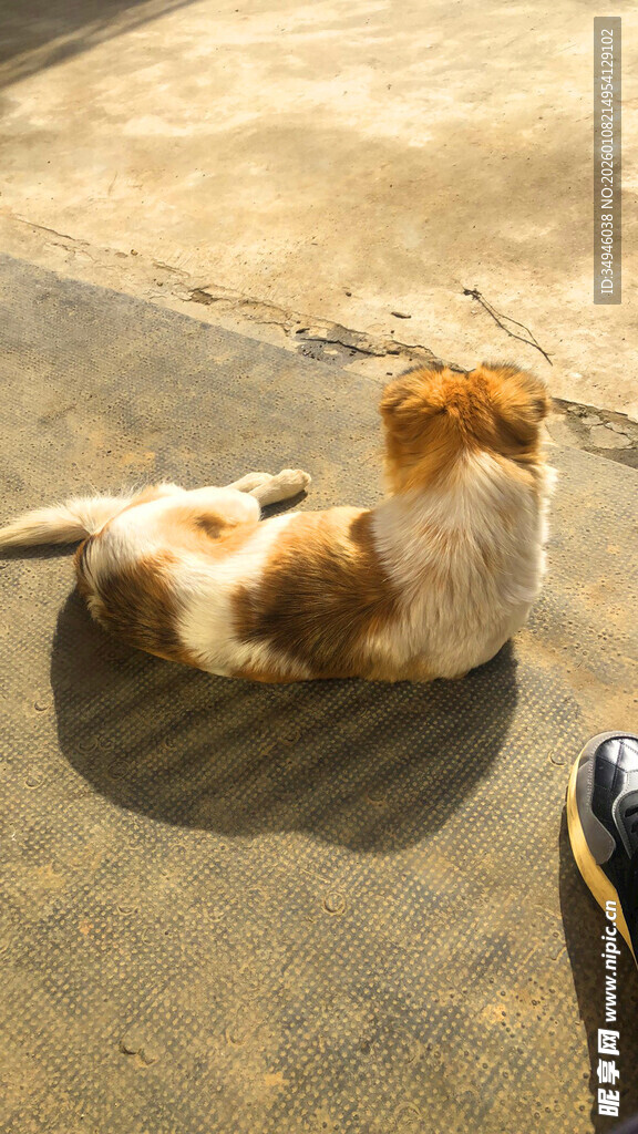 阳光下休憩的棕白猫咪