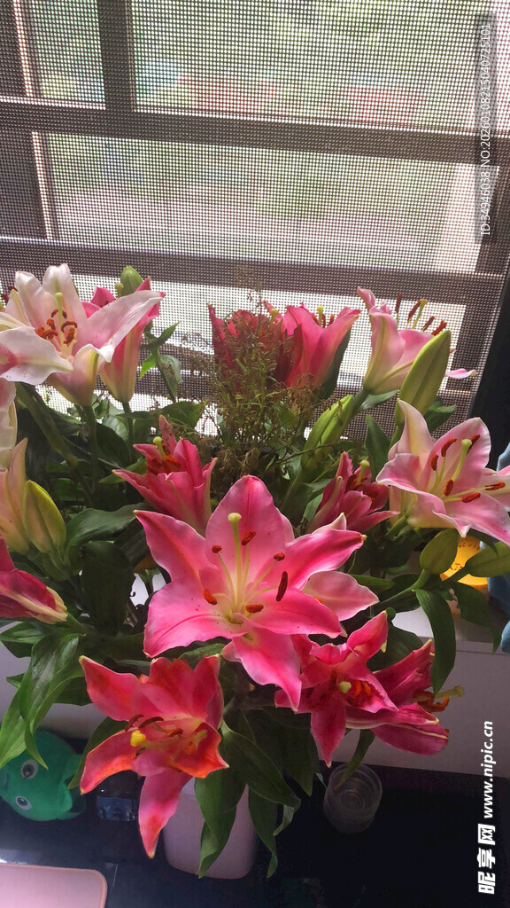 窗边绽放的多彩百合花