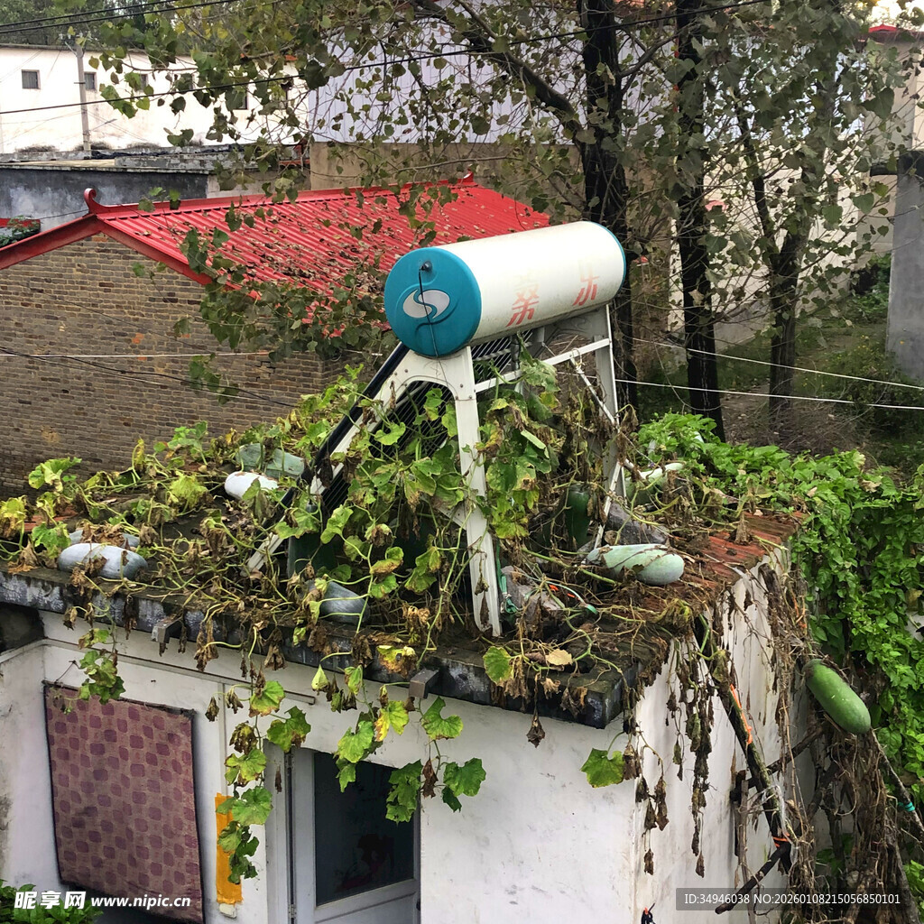 屋顶废弃热水器与繁茂植物