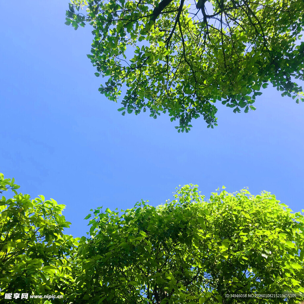 仰观蓝天绿树