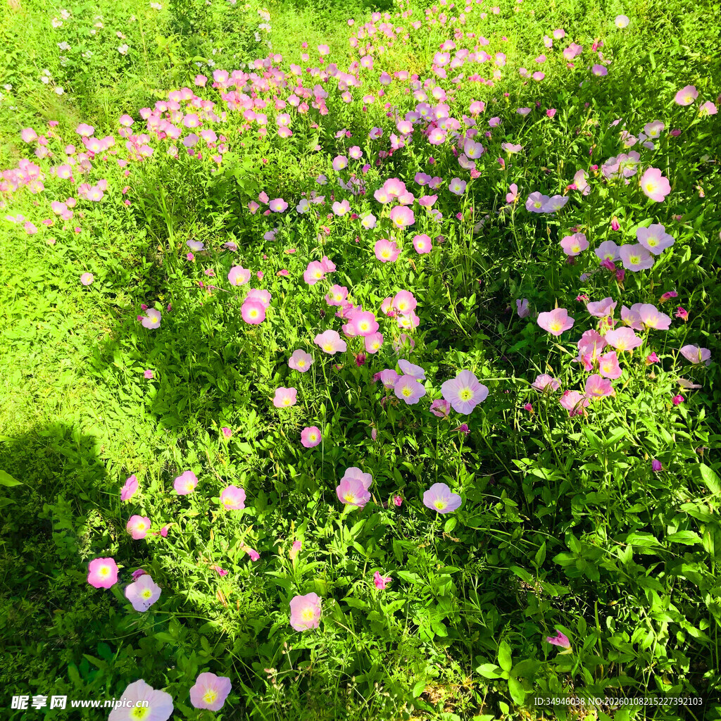 粉色小花绽放于翠绿草地