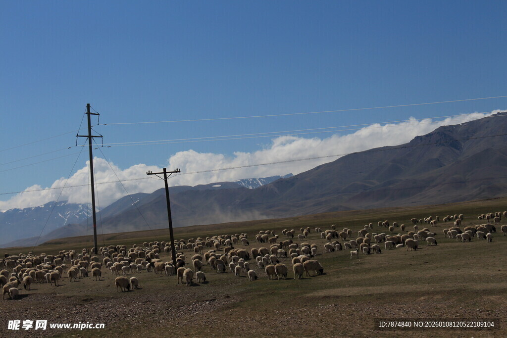 草原羊群与远山风景