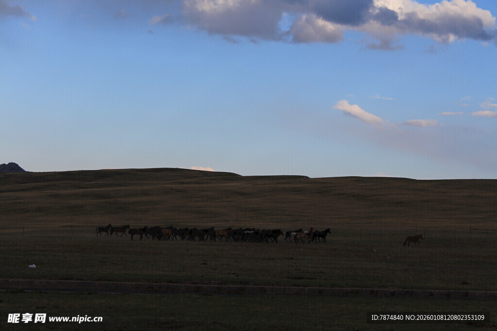草原上的畜群与蓝天