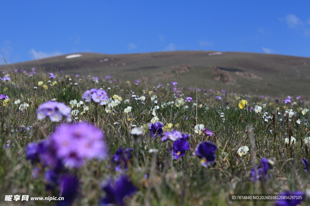 草原上的缤纷野花
