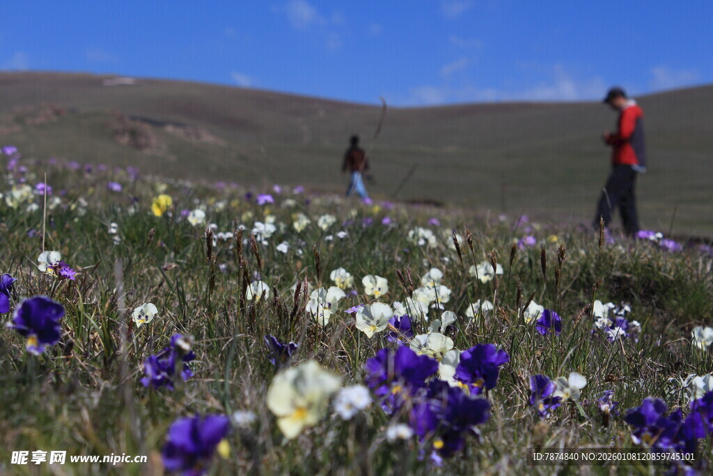 花海漫步的旅人