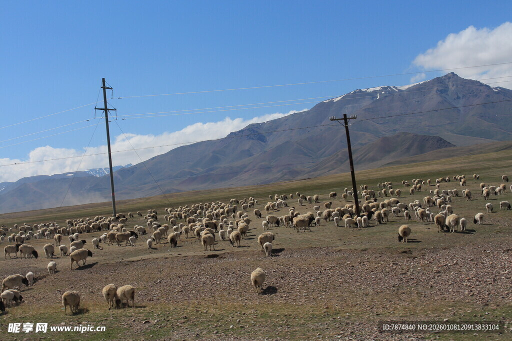 草原羊群与远处山脉风景