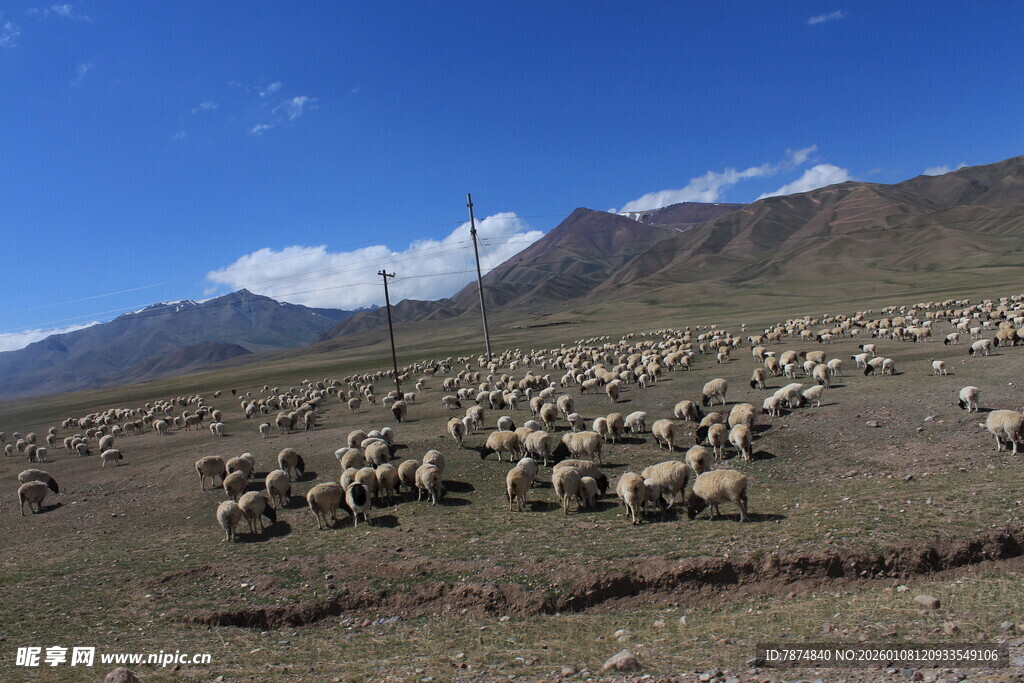 草原羊群与远处雪山美景
