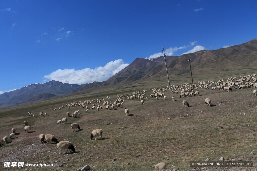 草原羊群与远处雪山美景