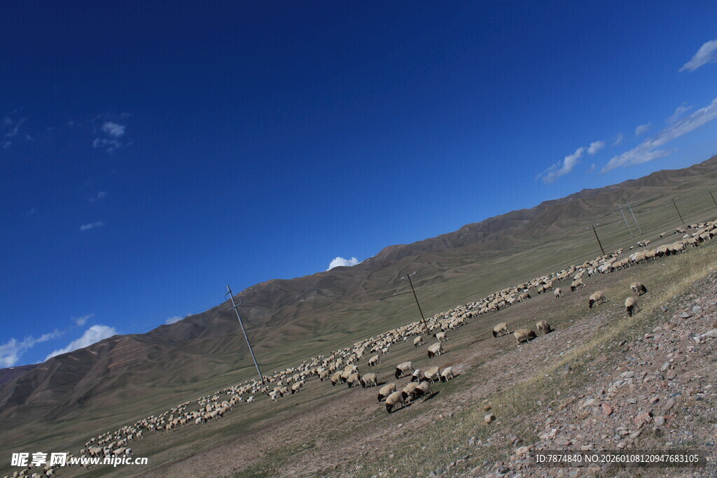 草原羊群与蓝天美景