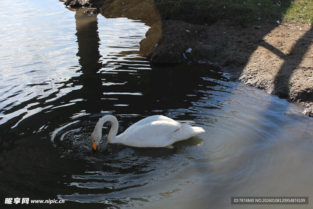 湖畔天鹅悠游