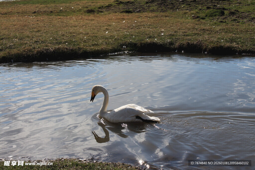 池塘中优雅的天鹅
