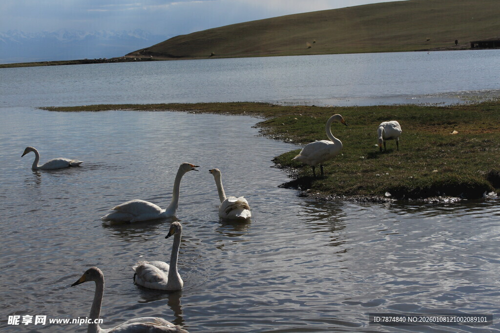 湖畔天鹅悠然栖息