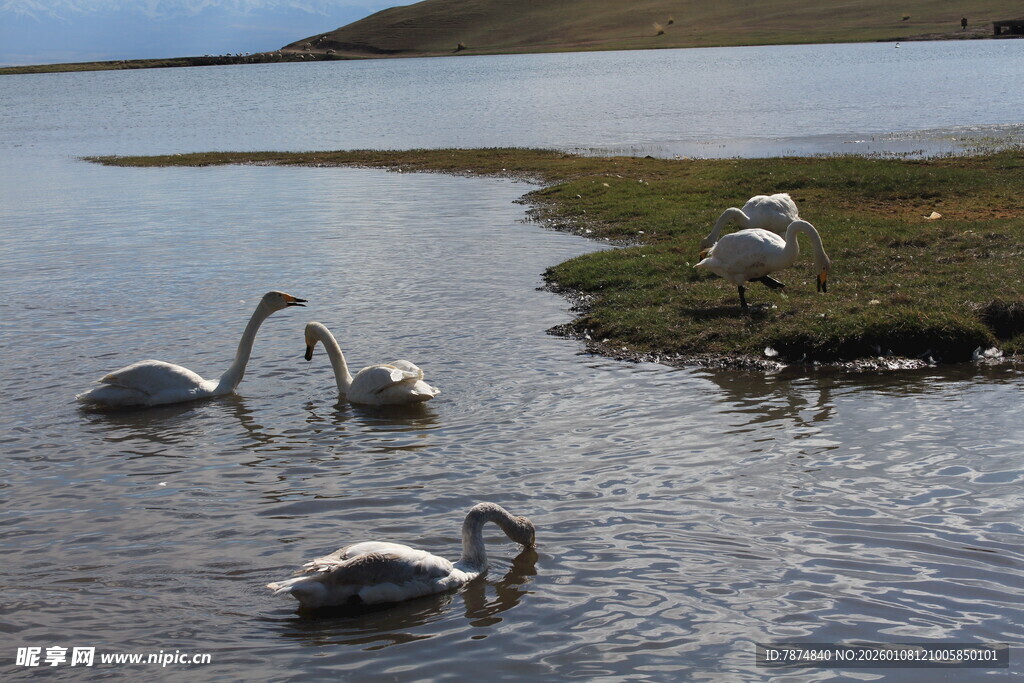 湖畔天鹅悠然戏水