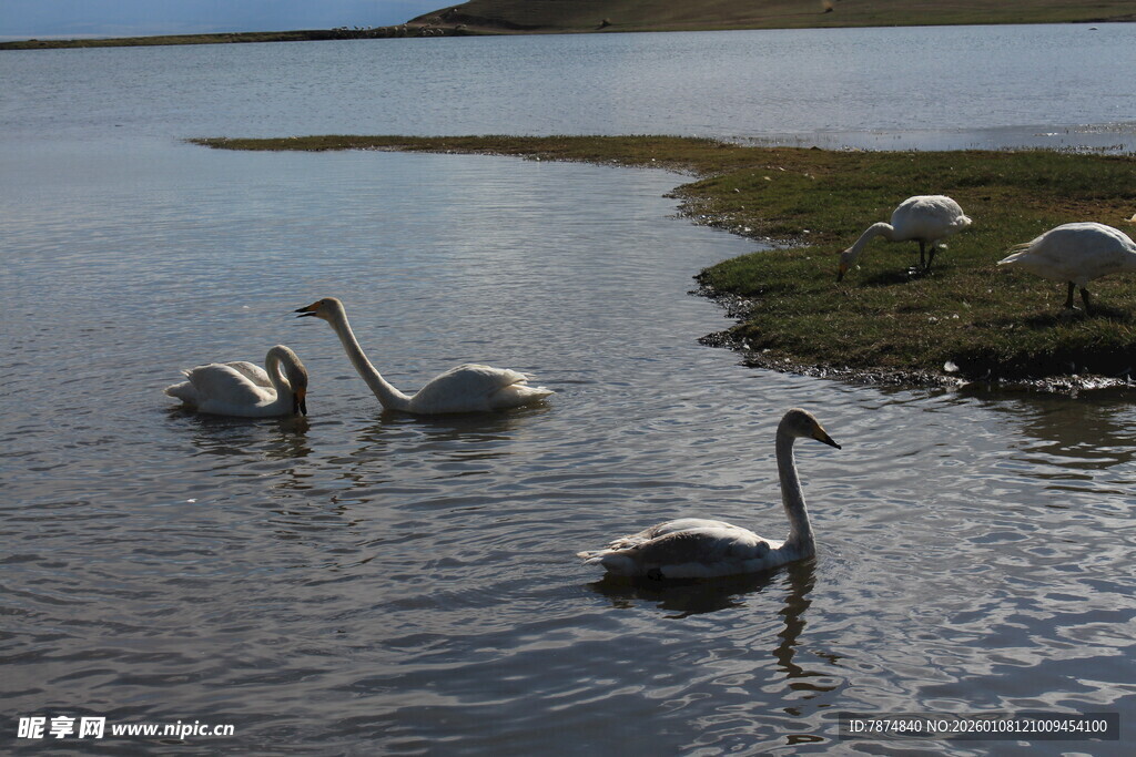 湖面上悠游的美丽天鹅