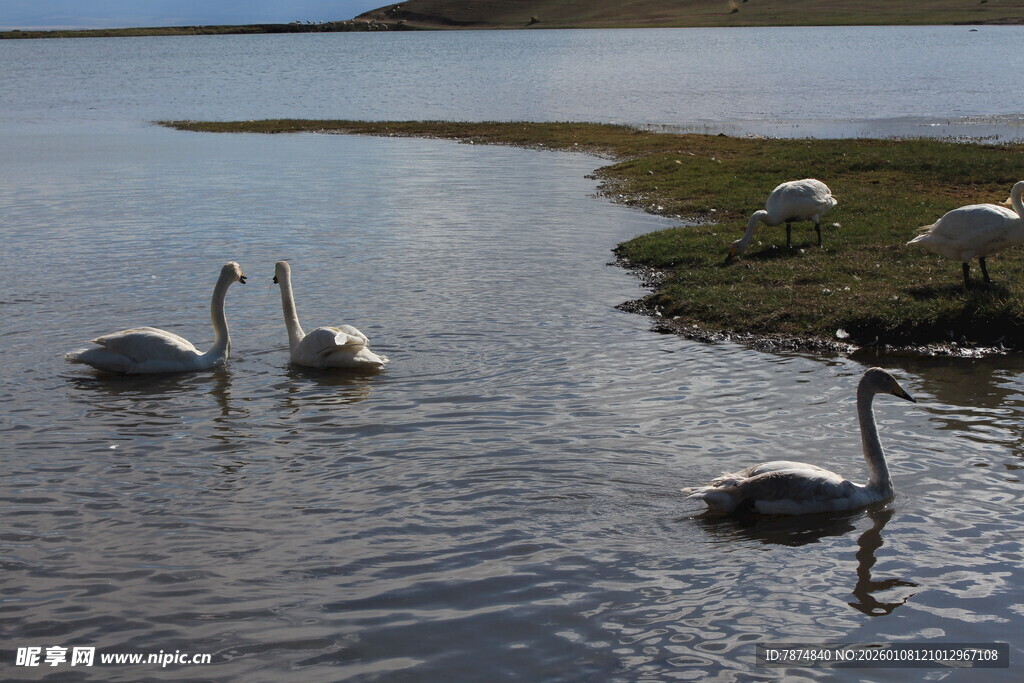 湖畔天鹅悠游