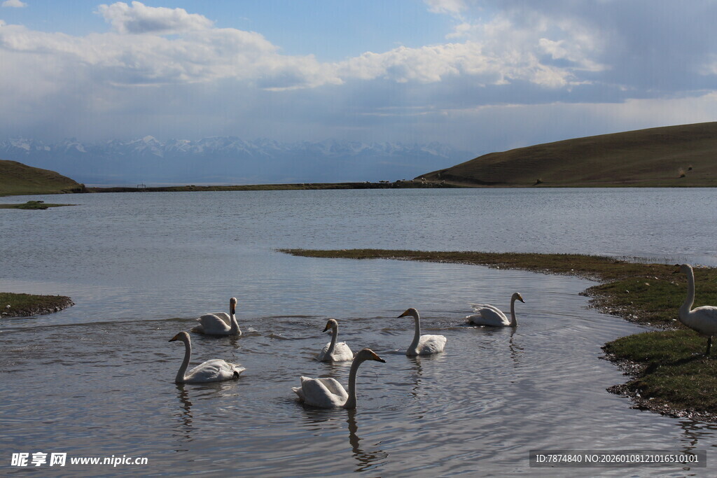湖畔天鹅嬉戏图