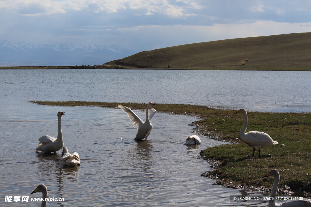 湖畔天鹅悠然嬉戏