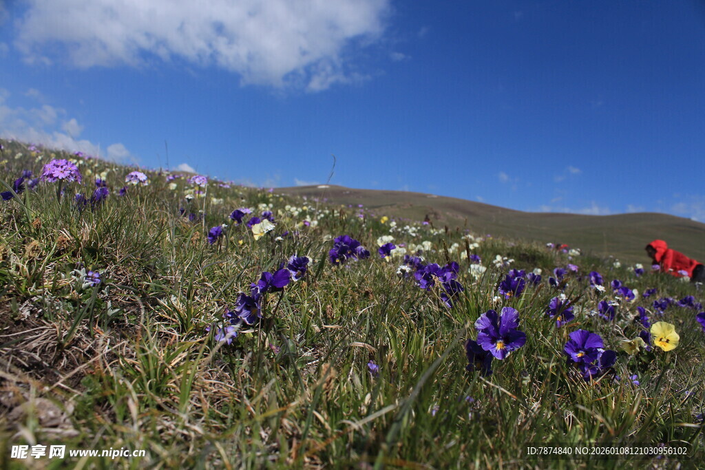 山坡上多彩绽放的野花