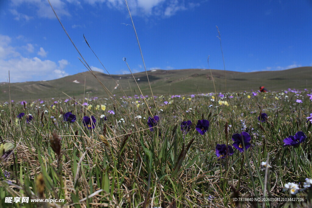 草原繁花盛开的美丽景致