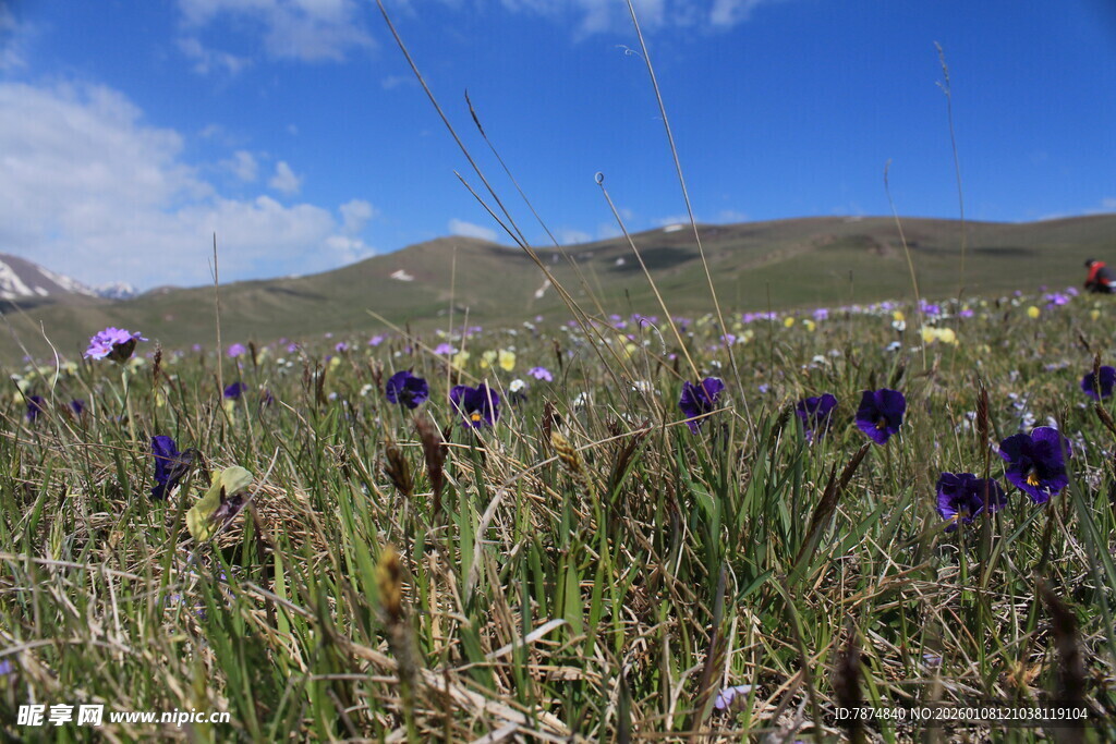 草原上的紫色野花绽放