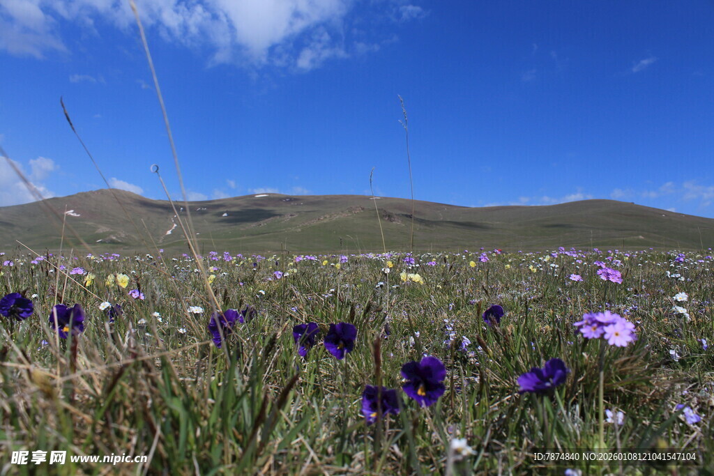 草原花海 绽放的自然之美