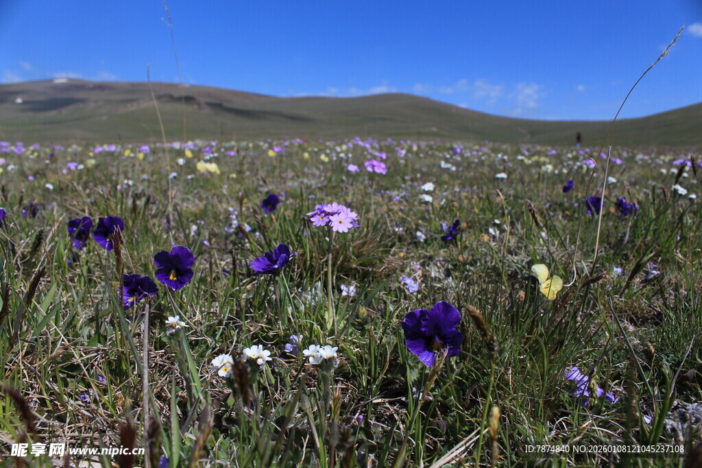草原上绽放的多彩野花