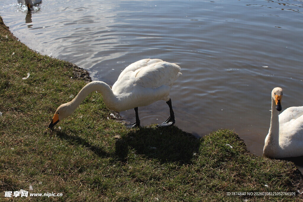 岸边双天鹅觅食景象