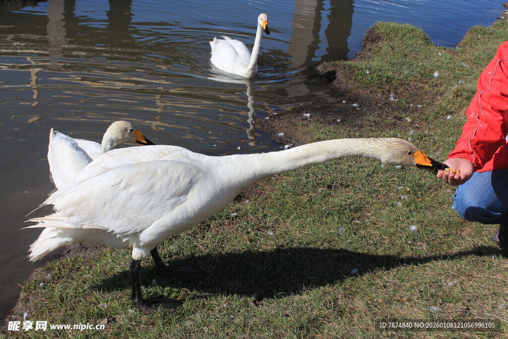 人喂天鹅的温馨瞬间