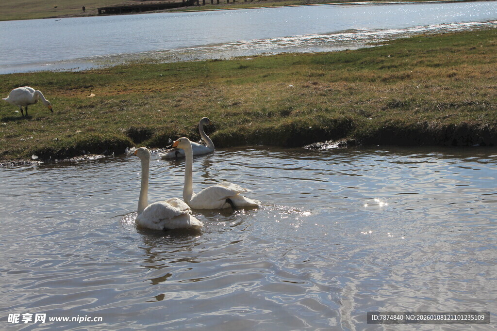 水中优雅的两只天鹅