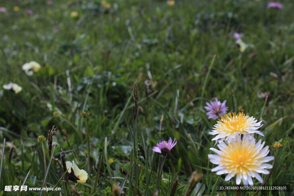 草地上的清新雏菊绽放