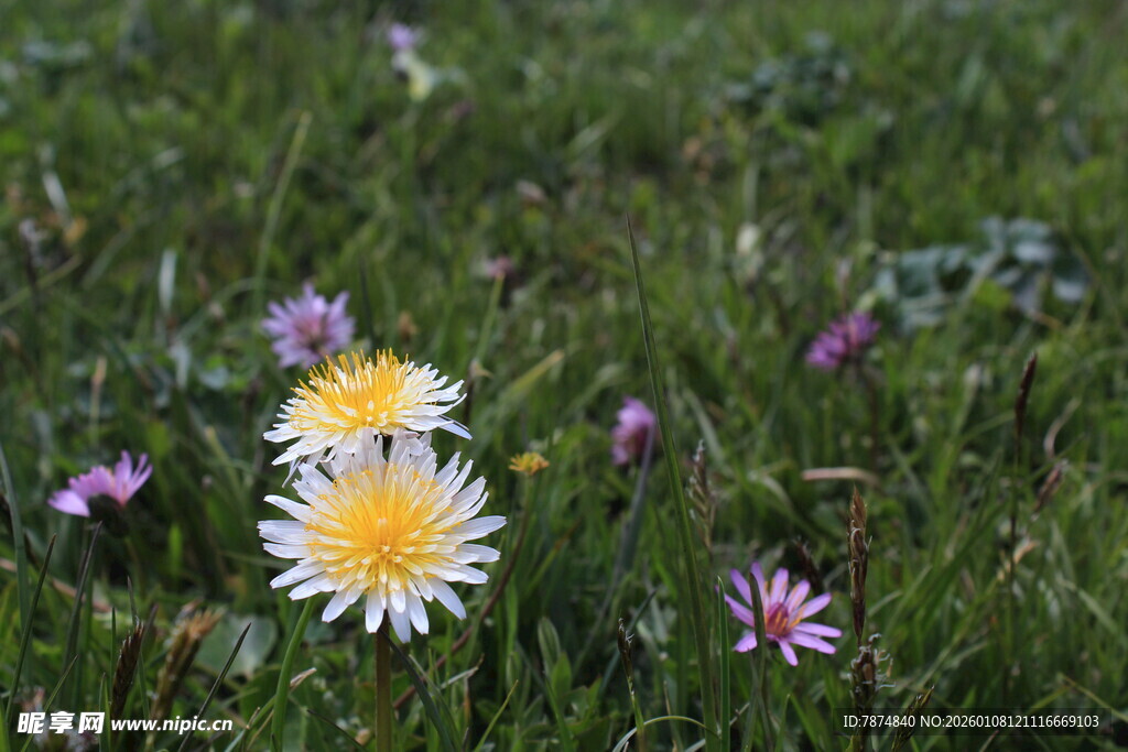 草地上的多彩小花