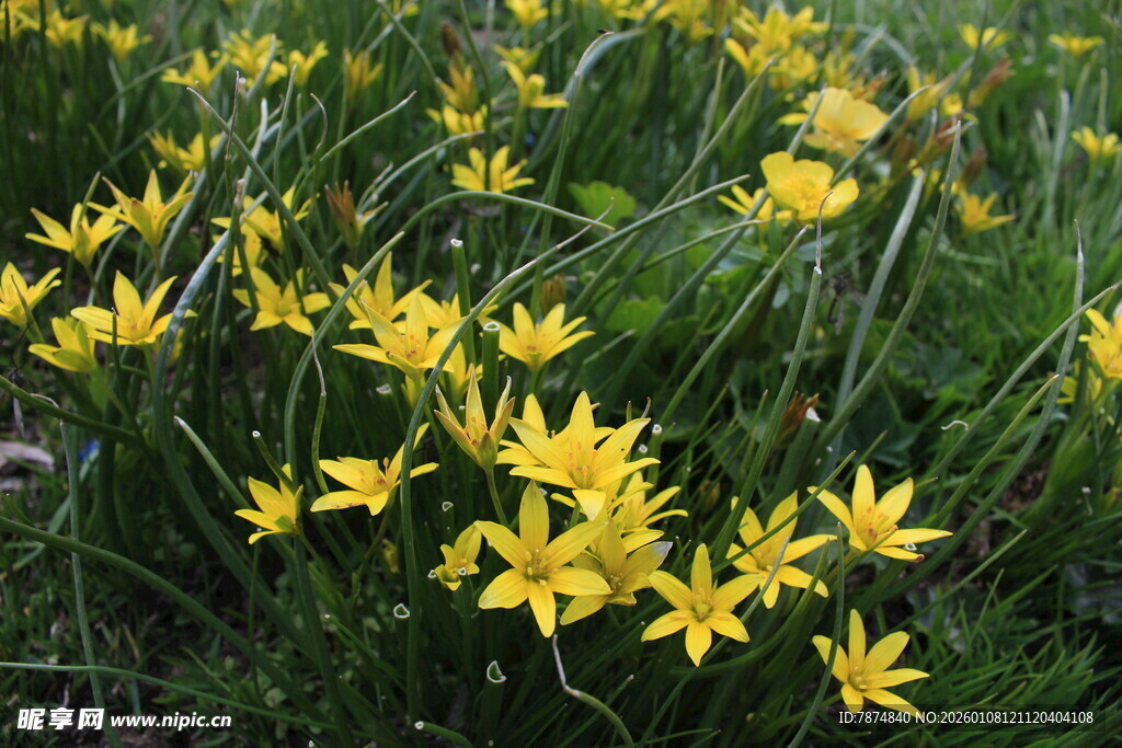 金黄小花绽放于绿草丛中