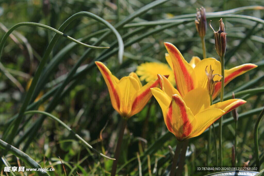 野外绽放的橙黄色百合花