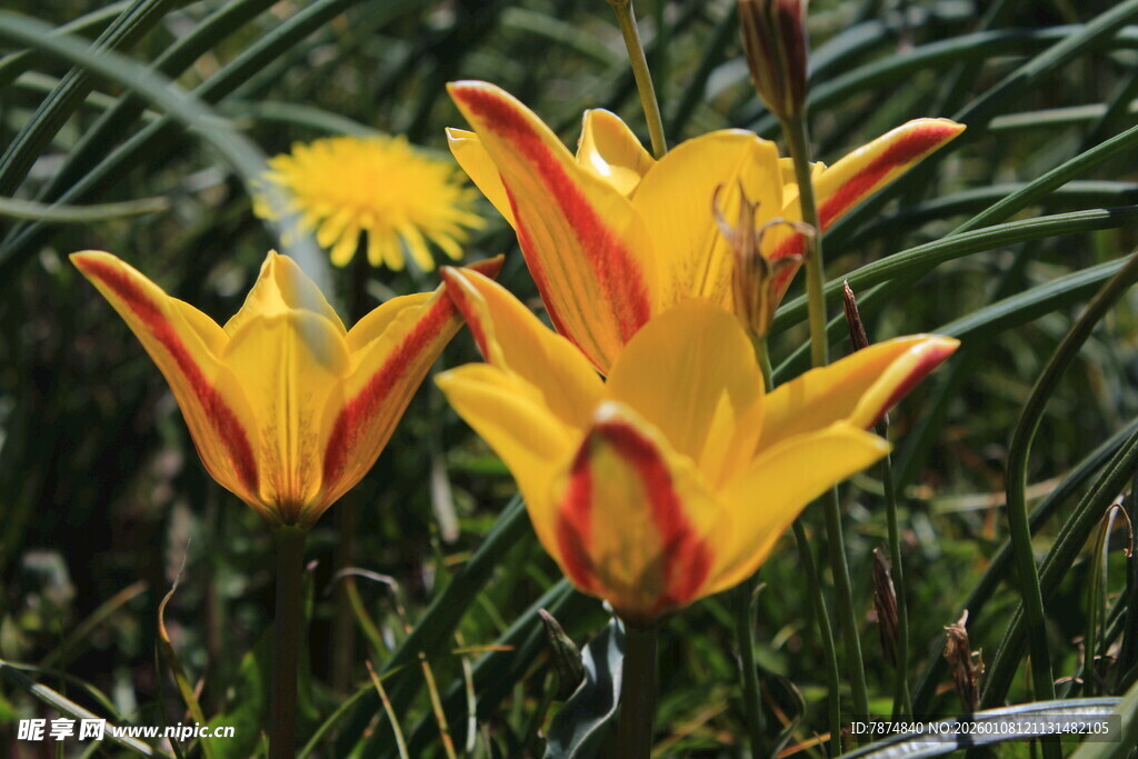 艳丽黄色百合花绽放