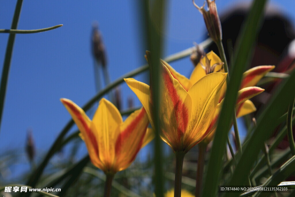 阳光下的艳丽双色郁金香