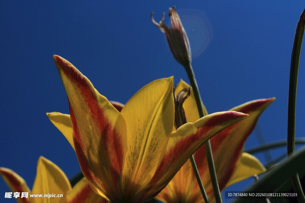 艳丽黄红相间百合花