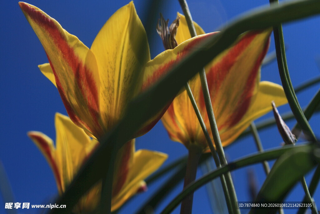 蓝天映衬下的艳丽百合花